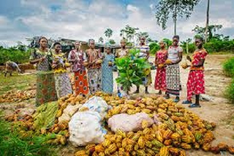 Côte d’Ivoire Where Cocoa Leads and Investment Opportunities Follow